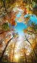 Gorgeous canopy vertical panorama, forest in autumn Royalty Free Stock Photo