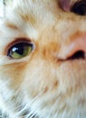 Gorgeous cat eye emerlad green beauty ginger red