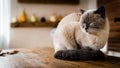 Gorgeous cat sitting on table in halloween theme decorated living room. Lifestyle Halloween season family house.