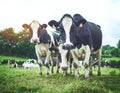 Gorgeous cattle like no udder. a herd of cattle on a dairy farm. Royalty Free Stock Photo