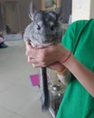 gorgeous chinchilla in the hands of a teenager Royalty Free Stock Photo