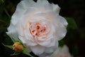 Gorgeous close-up of a blooming light pink rose with small rosebud next to it Royalty Free Stock Photo