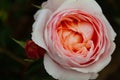 Gorgeous close-up of a blooming pink and creamsicle rose with small rosebud next to it Royalty Free Stock Photo