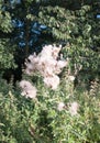 gorgeous close up lot of detail of many fluffy white milk thistle flower heads