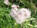 gorgeous close up lot of detail of many fluffy white milk thistle flower heads