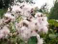 gorgeous close up lot of detail of many fluffy white milk thistle flower heads