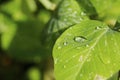 Gorgeous close up macro view of green leaf with raindrops. Beautiful green nature backgrounds