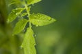 Gorgeous close up macro view of leaf of green tomatoes with morning dew drops in greenhouse. Royalty Free Stock Photo