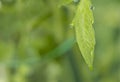 Gorgeous close up macro view of leaf of green tomatoes with morning dew drops in greenhouse. Royalty Free Stock Photo