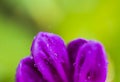 Gorgeous close up macro view of leaf of  purple flowers with morning dew drops on green background. Royalty Free Stock Photo