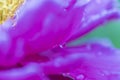 Gorgeous close up macro view of leaf of  purple flowers with morning dew drops on green background Royalty Free Stock Photo