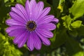 Gorgeous close up macro view of pink african daisy  flower  on green background. Royalty Free Stock Photo