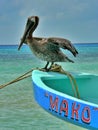 Gorgeous close up of pelican perched on bright blue boat, Mexico