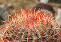Gorgeous close up of the red and orange needles of a cactus