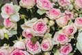 Gorgeous close-up roses. Blooming delicate roses in a bouquet. Royalty Free Stock Photo