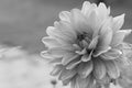 Gorgeous close up view of black and white dahlia flower isolated on background