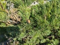 Gorgeous close up view of green pine tree with brown pine cones. B