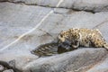 Gorgeous close up view of leopard drinking water from natural rock depression