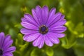 Gorgeous close up view of pink african daisy  flower  on green background. Royalty Free Stock Photo