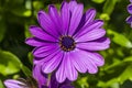 Gorgeous close up view of pink african daisy  flower  on green background. Royalty Free Stock Photo