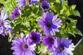 Gorgeous close up view of pink african daisy  flower  on green background. Royalty Free Stock Photo