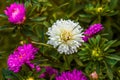 Gorgeous close up view of pink and white aster flower isolated on green background.
