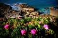 The gorgeous coast of Portugal - FLOWERS - EUROPE - ATLANTIC OCEAN