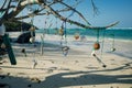 Gorgeous coconut palm trees overlooking Flamenco beach on the Puerto Rico island of Culebra. Royalty Free Stock Photo