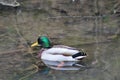 Gorgeous color duck enjoying the water