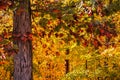 Gorgeous Colored Leaves of the Oak Tree in the Fall Royalty Free Stock Photo