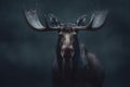 gorgeous colored portrait of a male moose in front of a dark background