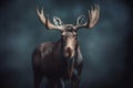 gorgeous colored portrait of a male moose in front of a dark background