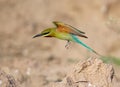 Blue Tailed Bee Eater taking off Royalty Free Stock Photo