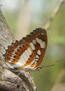 A gorgeous and colorful Common Sergeant Butterfly & x28;Athyma Perius& x29; resting on a tree.
