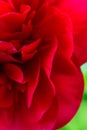 Gorgeous, colorful detail shot of red petals of a rose Royalty Free Stock Photo