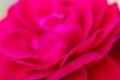 Gorgeous, colorful detail shot of red and pink petals of a rose