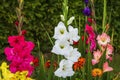 Gorgeous colorful gladiolus flowers macro view