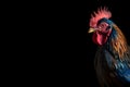 gorgeous colorful rooster close portrait on black background, neural network generated photorealistic image