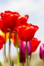 Gorgeous, colorful shot from below of red tulips in the bed
