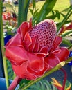 Vibrant colorful tropical flowers beehive ginger red