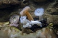 Gorgeous, colorful view of frilled sea anemone inside an aquarium at the Point Defiance Zoo