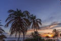 Gorgeous colorful view of sunset on Curacao island. Gorgeous view of green palm trees on blue sky background.