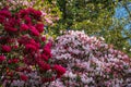 Azaleas and Rhododendron trees surround pathway in spring