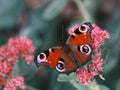 Gorgeous colourful European peacock butterfly sitting on pink blossom of butterfly stonecrop. Royalty Free Stock Photo