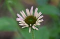 Stunning Coneflower Blossom Blooming in a Summer Garden Royalty Free Stock Photo