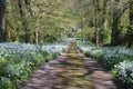 Gorgeous Country Lane Toward a Country House Royalty Free Stock Photo