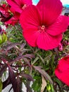 Gorgeous cranberry crush hibscus flowers during summertime Royalty Free Stock Photo