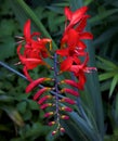 Brilliant Red Crocosmia Flowers And Buds