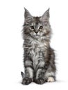 Gorgeous cute Maine Coon cat kitten, Isolated on white background. Royalty Free Stock Photo