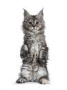 Gorgeous cute Maine Coon cat kitten, Isolated on white background.